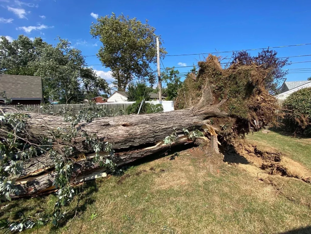 Tree Health's Emergency Tree Removal in Long Island NY