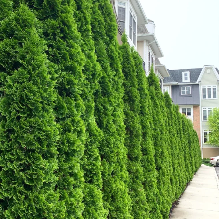 Client Satisfaction in Tree Services in Long Island, NY